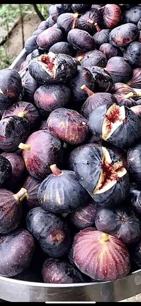 Common Fig